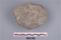 藏品(橫簾蛤)的圖片